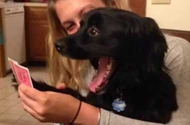 Dog excited at poker hand